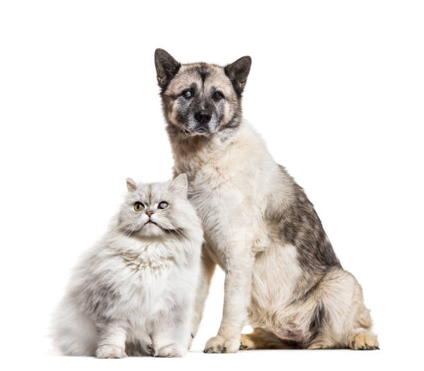 Golden Years: Nurturing the Well-Being of Senior Pets with Dogs & Cats