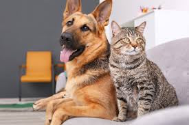 Safety First: Ensuring a Secure Environment for Your Pets with Dogs & Cats