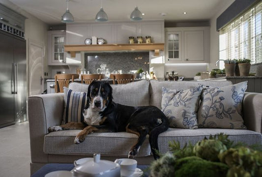 Home Sweet Home: Crafting a Pet-Friendly Haven with Dogs & Cats