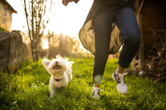 Keeping Your Pet Active: Fun Ways to Boost Their Physical and Mental Health