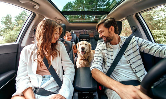 Traveling with Pets: Tips for a Safe and Enjoyable Journey with Dogs & Cats