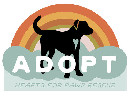 Hearts and Homes: The Power of Adoption and Fostering with Dogs & Cats