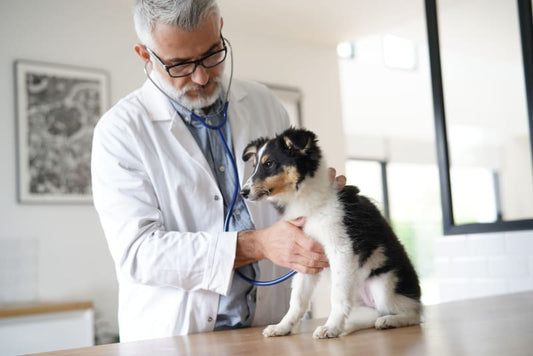 Paws and Wellness: The Importance of Regular Veterinary Check-Ups for Pets with Dogs & Cats