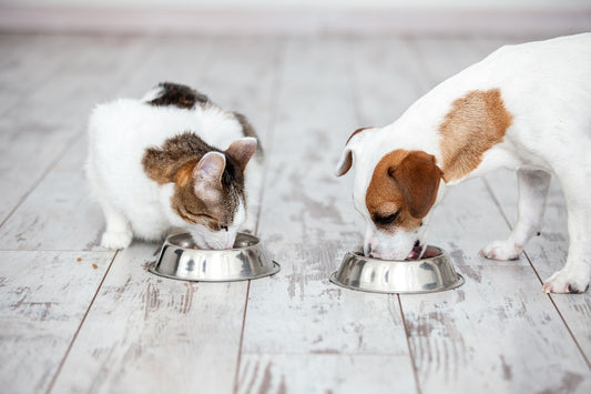 Nourishing Your Pets: The Importance of Proper Nutrition with Dogs & Cats