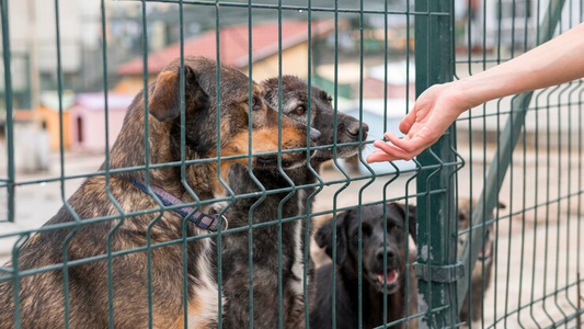 Forever Homes: The Transformative Power of Pet Adoption with Dogs & Cats