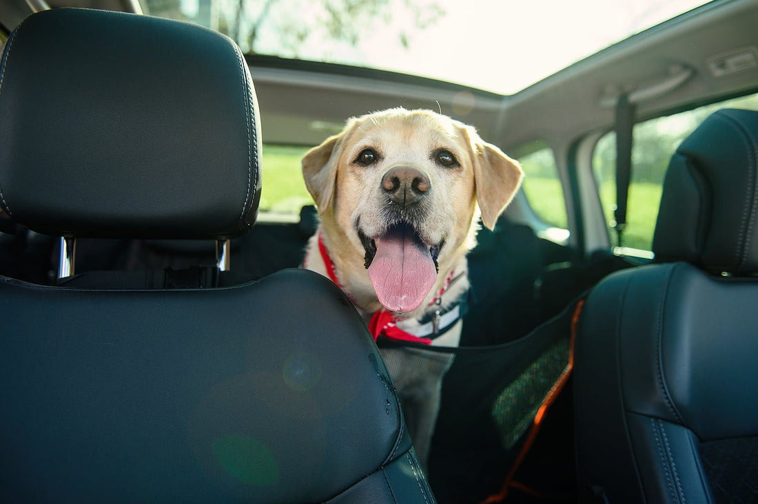 Essential Travel Tips for Pet Owners: Making Adventures with Dogs & Cats Safe and Fun