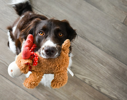 The Benefits of Interactive Play for Your Pets