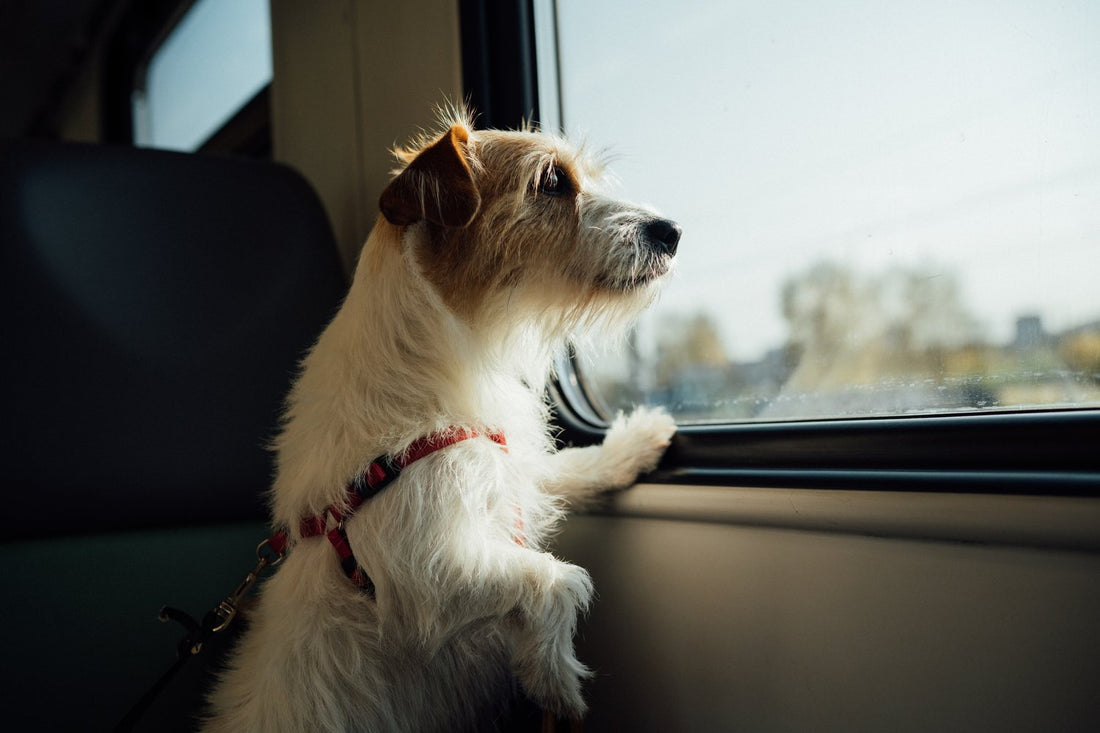 Traveling with Pets: Essential Tips for a Safe and Enjoyable Journey