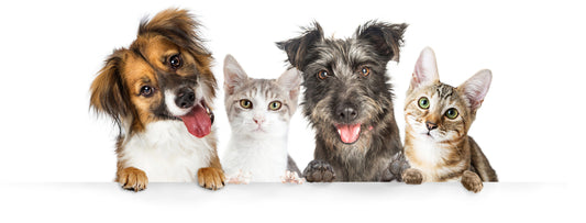 Holistic Pet Wellness: Nurturing Health and Happiness with Dogs & Cats