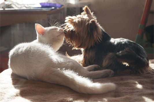 Training and Socialization: Building a Better Bond with Your Pets through Dogs & Cats