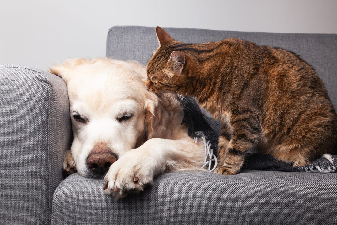 Golden Paws: Embracing the Joys of Adopting Senior Pets with Dogs & Cats