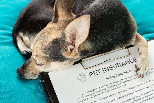 The Peace of Mind of Pet Insurance: Protecting Your Pets with Dogs & Cats