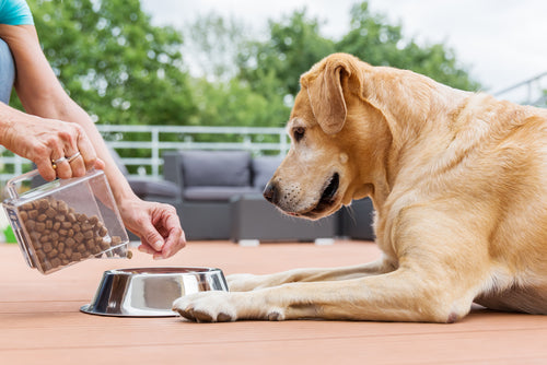 Fueling Furry Friends: The Importance of Proper Nutrition for Pets with Dogs & Cats