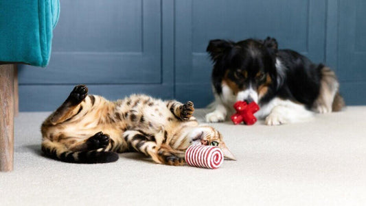 Indoor Fun for Dogs & Cats: Creative Ways to Keep Your Pets Entertained