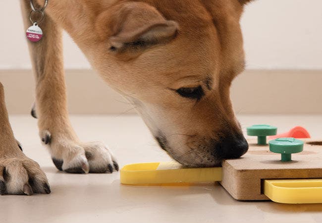 Playtime Perfection: The Benefits of Interactive Toys for Pets with Dogs & Cats