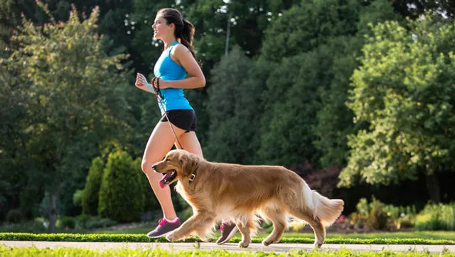 Keeping Active: The Benefits of Regular Exercise for Pets with Dogs & Cats