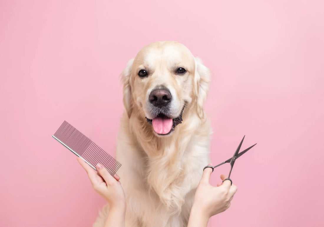 Glowing Coats & Happy Tails: The Benefits of Grooming Your Pets with Dogs & Cats