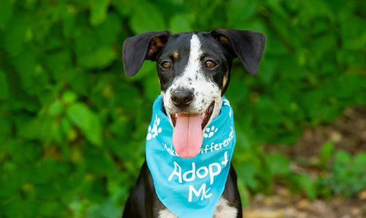 Finding Forever Homes: The Joy and Benefits of Pet Adoption with Dogs & Cats