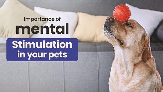 Mind Matters: The Importance of Mental Stimulation for Happy and Healthy Pets with Dogs & Cats