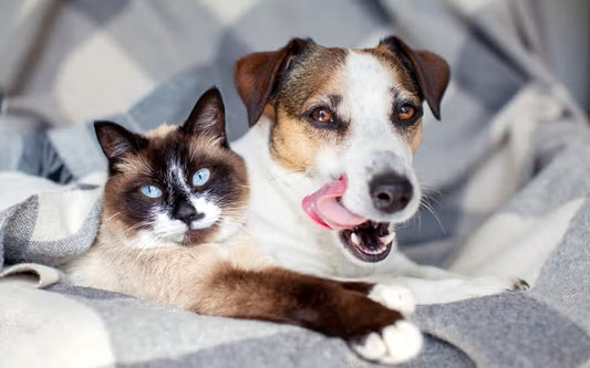 Welcoming a Furry Friend: A Guide for New Pet Parents with Dogs & Cats