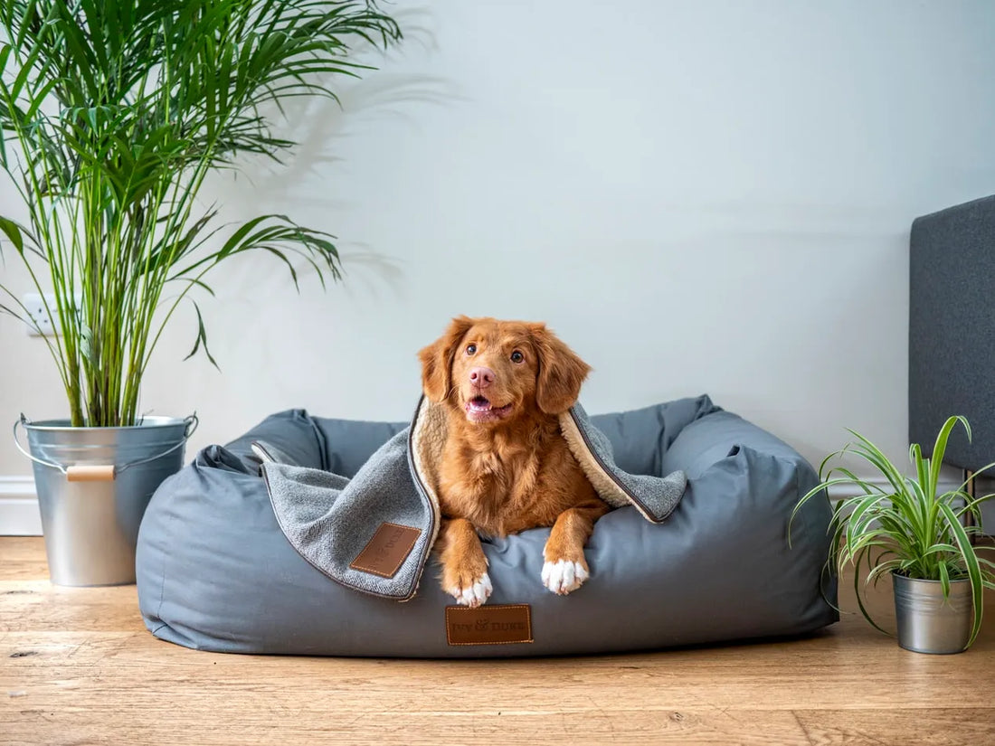 Creating a Pet-Friendly Home: Tips and Tricks from Dogs & Cats