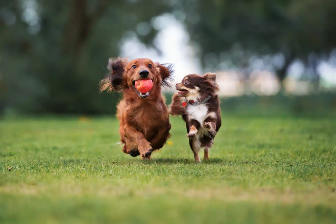 Playful Paws: The Importance of Playtime for Happy and Healthy Pets with Dogs & Cats