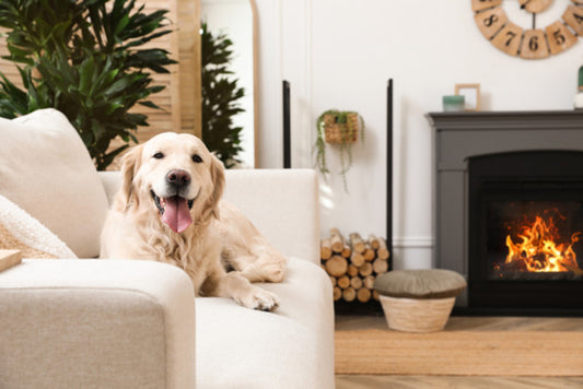 Creating a Pet-Friendly Home: Tips for a Safe and Happy Environment