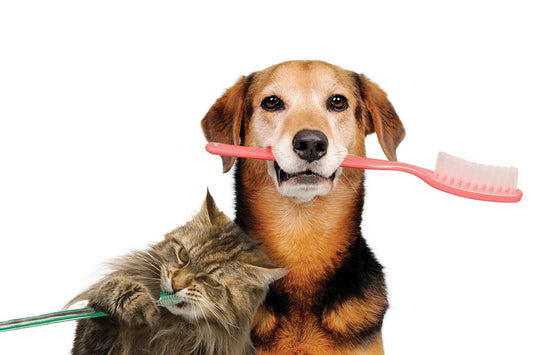 Bright Smiles, Happy Tails: The Importance of Dental Care for Pets with Dogs & Cats