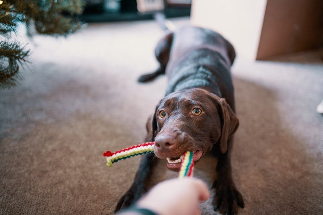 Playtime Palooza: Unleashing the Benefits of Interactive Play for Pets with Dogs & Cats