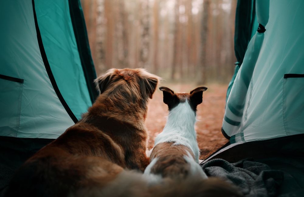 Paws Outdoors: Exploring the Benefits of Outdoor Adventures for Pets with Dogs & Cats