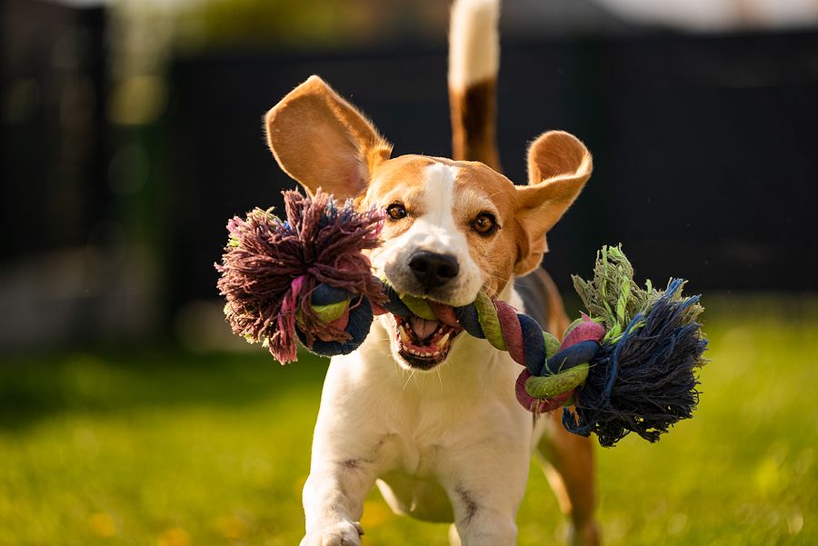 Keeping Your Pet Active: Fun Ways to Exercise Your Dog & Cat Indoors