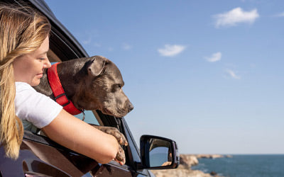 Traveling with Pets: Tips for a Stress-Free Adventure