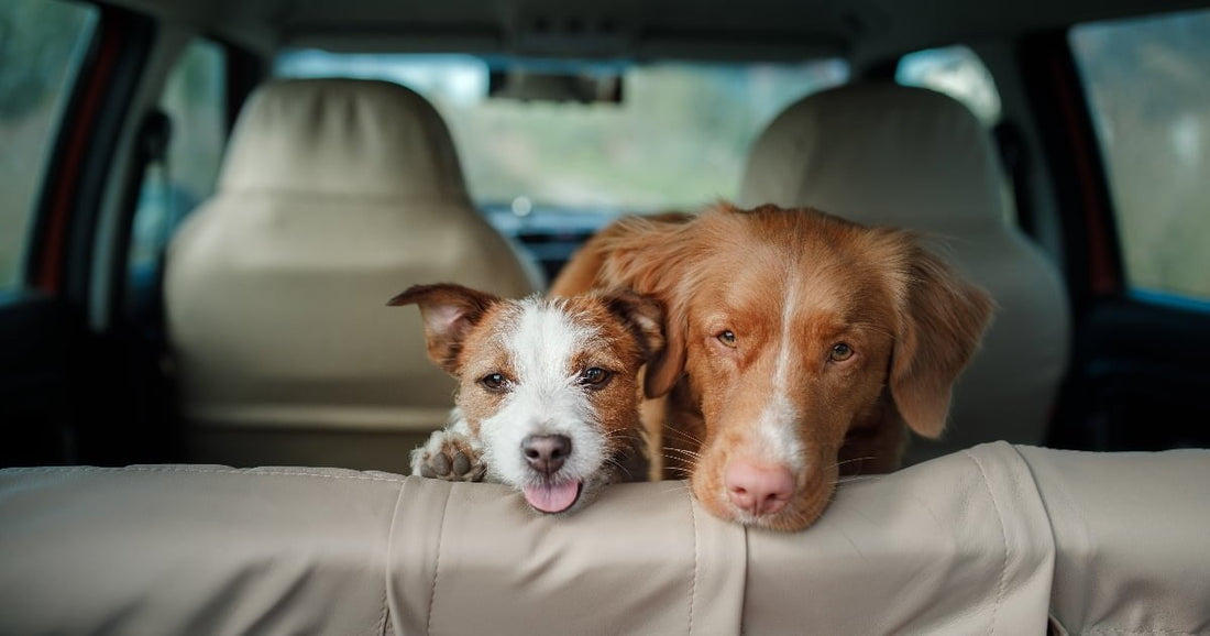 Traveling with Pets: Essential Tips for a Safe and Stress-Free Trip