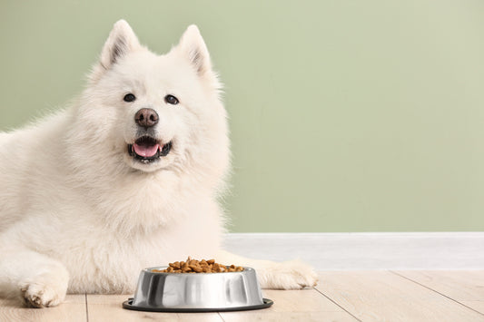 Pet Nutrition 101: Choosing the Right Food for Dogs and Cats