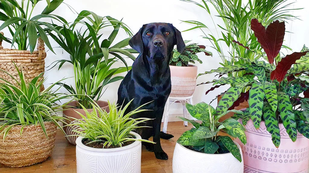 Creating a Pet-Friendly Garden: Safe Plants and Outdoor Fun for Dogs & Cats