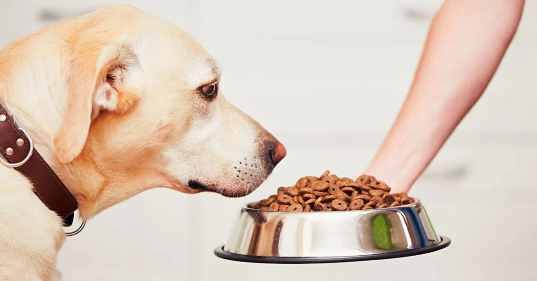 Feeding Fido & Whiskers: How to Choose the Right Food for Your Pet