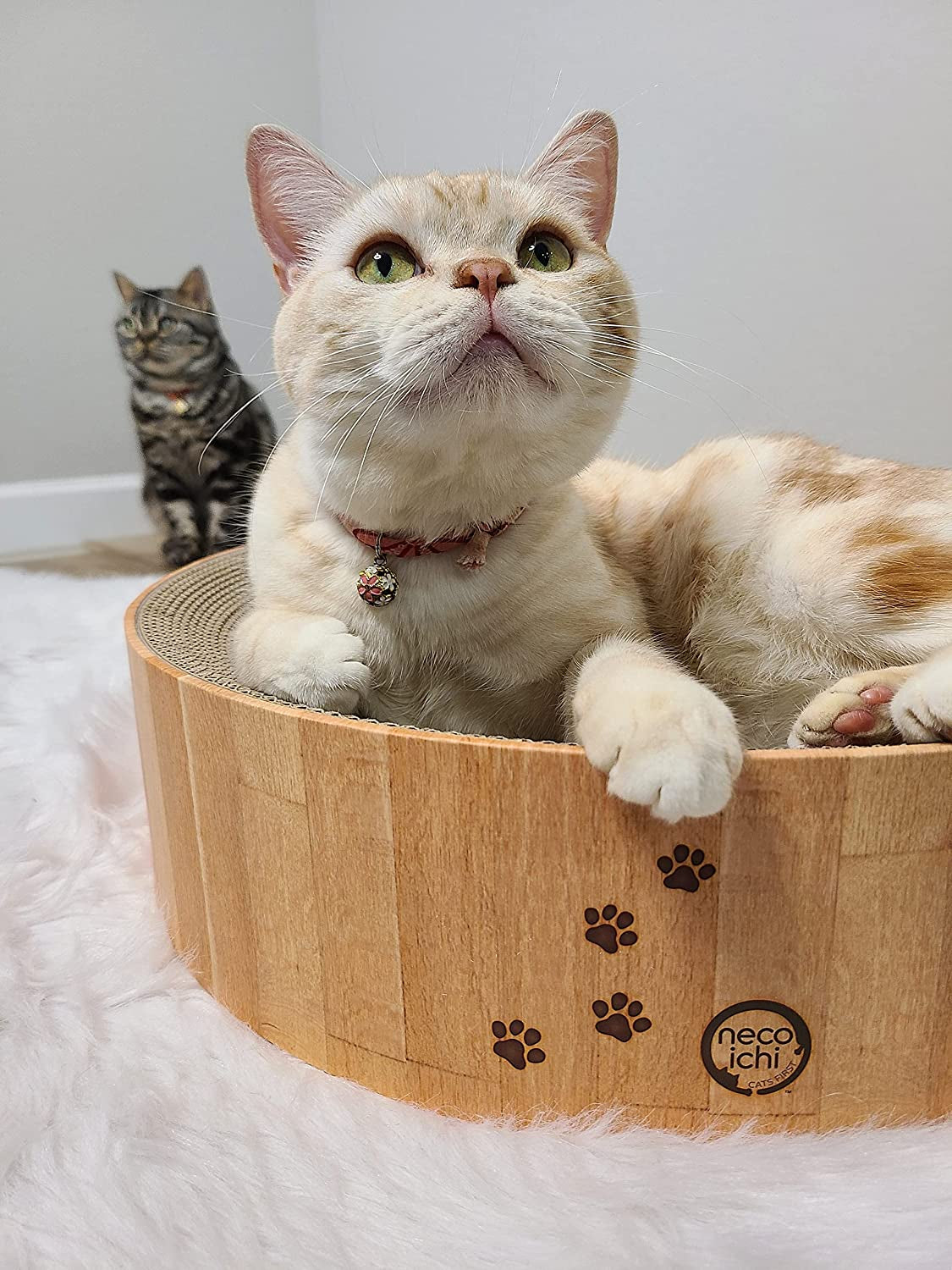 Cozy Cat Scratcher Bowl, 100% Recycled Paper, Chemical-Free Materials.